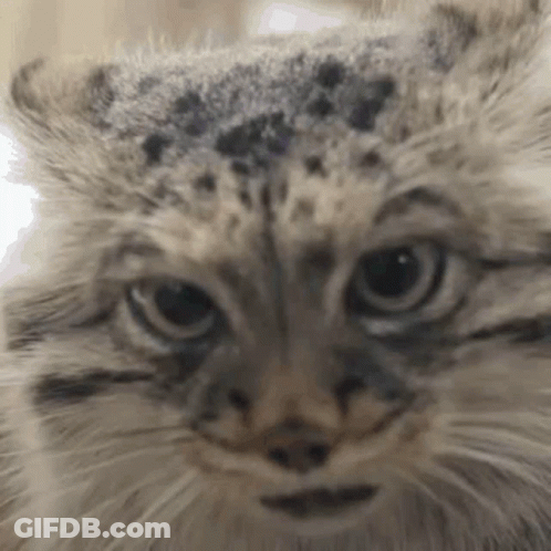A Close Up Of A Cat 'S Face With A Leopard Print On Its Fur . GIF