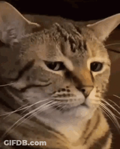 A Close Up Of A Cat 'S Face With A Long Mustache . GIF