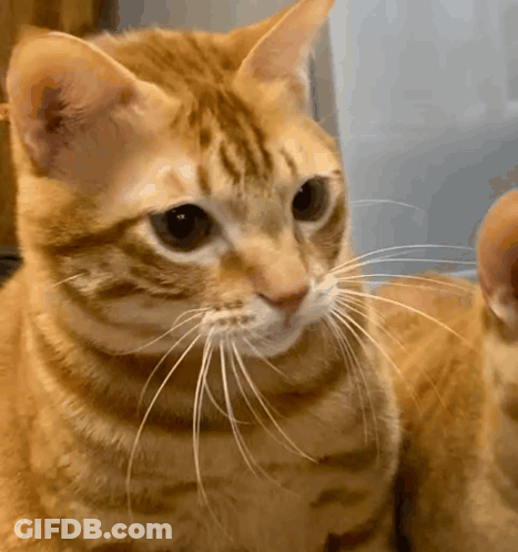A Close Up Of A Cat 'S Face With A Long Whisker GIF
