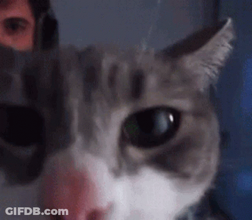 A Close Up Of A Cat 'S Face With A Man 'S Face Behind It . GIF