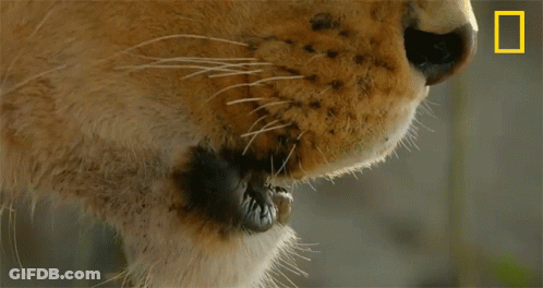 A Close Up Of A Cat 'S Face With A National Geographic Logo On The Bottom GIF