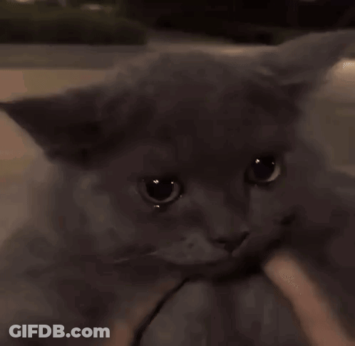 A Close Up Of A Cat 'S Face With A Person Holding It GIF