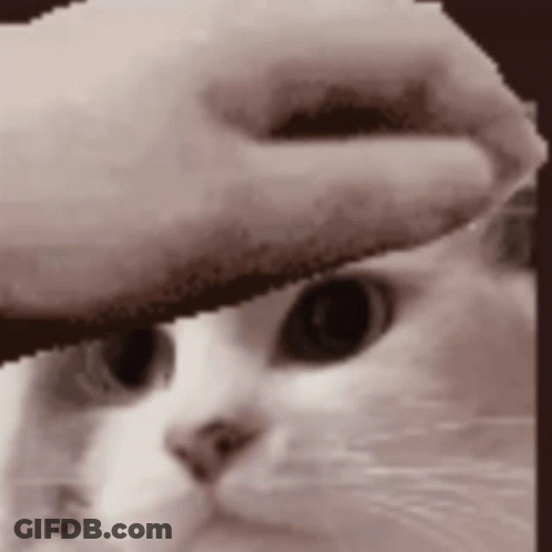 A Close Up Of A Cat 'S Face With A Person 'S Finger On It . GIF