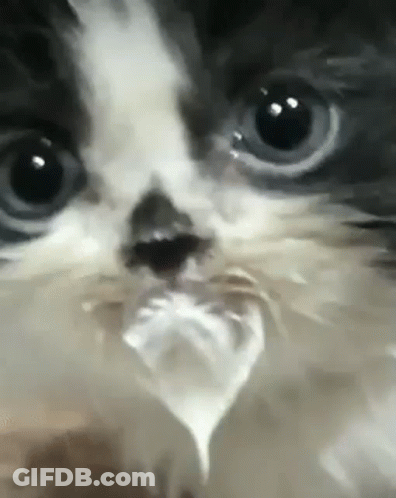 A Close Up Of A Cat 'S Face With A Piece Of Plastic In Its Mouth . GIF