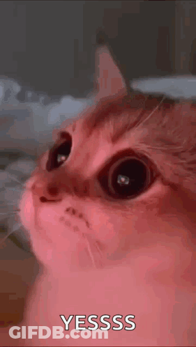A Close Up Of A Cat 'S Face With A Pink Background And The Words Yesss Written On It . GIF