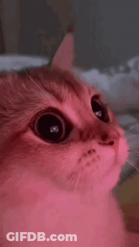 A Close Up Of A Cat 'S Face With A Pink Light Shining On Its Eyes . GIF