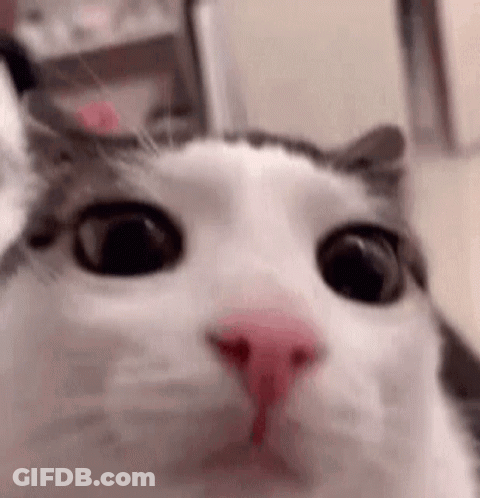 A Close Up Of A Cat 'S Face With A Pink Nose And Big Eyes . GIF