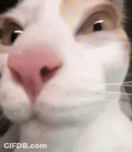 A Close Up Of A Cat 'S Face With A Pink Nose And Yellow Eyes . GIF