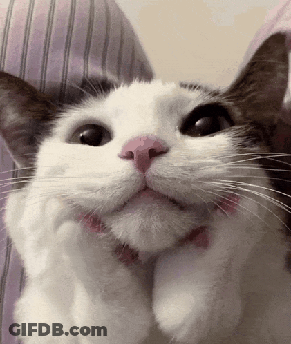 A Close Up Of A Cat 'S Face With A Pink Nose GIF