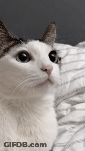 A Close Up Of A Cat 'S Face With A Pink Nose GIF