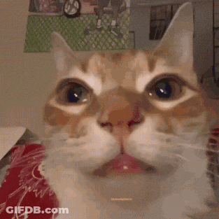 A Close Up Of A Cat 'S Face With A Pink Tongue Sticking Out GIF