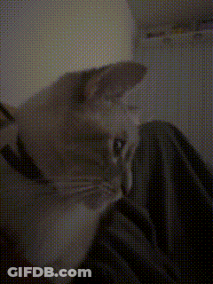 A Close Up Of A Cat 'S Face With A Polka Dot Pattern GIF