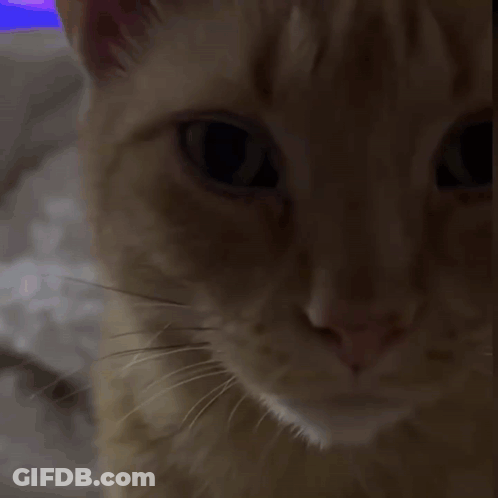 A Close Up Of A Cat 'S Face With A Purple Light In The Background GIF