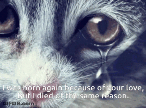 A Close Up Of A Cat 'S Face With A Quote That Says I Was Born Again Because Of Your Love GIF