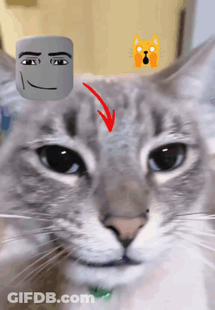 A Close Up Of A Cat 'S Face With A Red Arrow Pointing To It 'S Forehead GIF