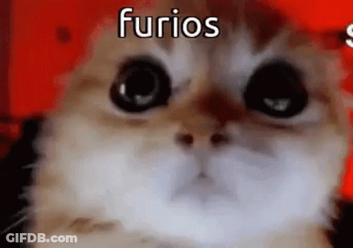 Close-Up Of Cat Face With Red Background And Furios Text GIF