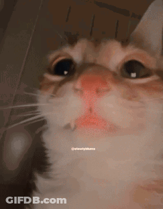 A Close Up Of A Cat 'S Face With A Red Nose . GIF