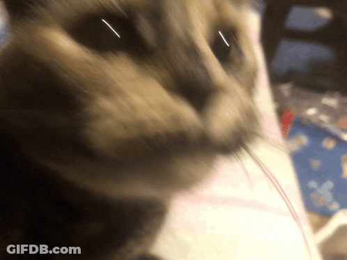 A Close Up Of A Cat 'S Face With A Red String In Its Mouth GIF
