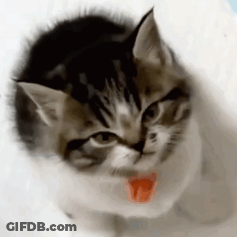 A Close Up Of A Cat 'S Face With A Red Tongue Sticking Out GIF