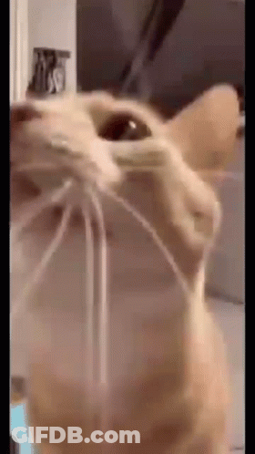 A Close Up Of A Cat 'S Face With A Rope Hanging From Its Nose . GIF