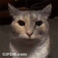 A Close Up Of A Cat 'S Face With A Sad Look On Its Face . GIF