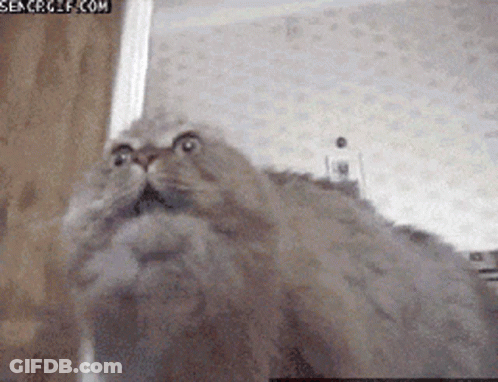 A Close Up Of A Cat 'S Face With A Search Gif.com Watermark GIF