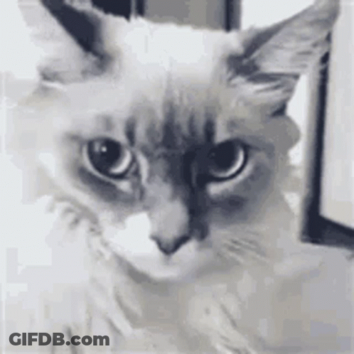 A Close Up Of A Cat 'S Face With A Serious Look On Its Face . GIF