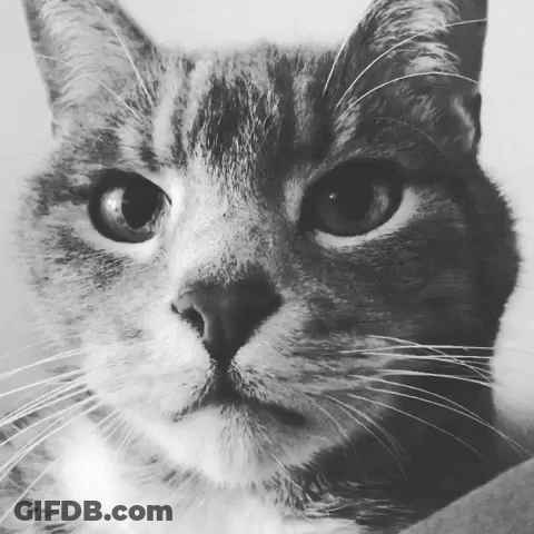 A Close Up Of A Cat 'S Face With A Serious Look On Its Face GIF