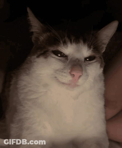 A Close Up Of A Cat 'S Face With A Serious Look On Its Face GIF