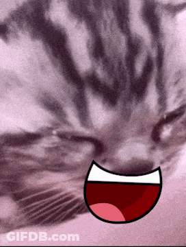 A Close Up Of A Cat 'S Face With A Smiling Mouth GIF