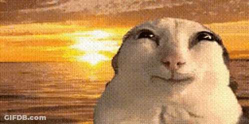 A Close Up Of A Cat 'S Face With A Sunset In The Background GIF