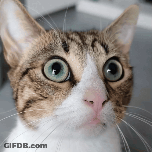 A Close Up Of A Cat 'S Face With A Surprised Look On His Face GIF