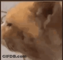 A Close Up Of A Cat 'S Face With A Surprised Look On It 'S Face . GIF
