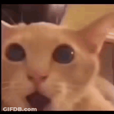 A Close Up Of A Cat 'S Face With A Surprised Look On It 'S Face . GIF