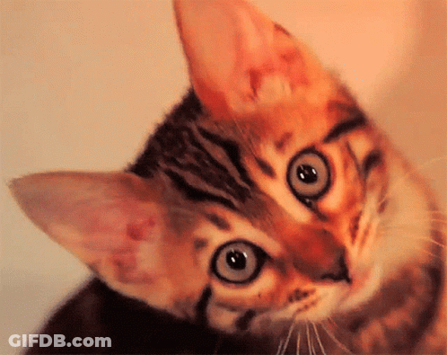 A Close Up Of A Cat 'S Face With A Surprised Look On Its Face GIF