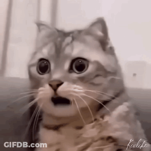 A Close Up Of A Cat 'S Face With A Surprised Look On Its Face . GIF