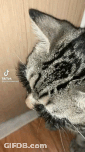 A Close Up Of A Cat 'S Face With A Tik Tok Watermark GIF
