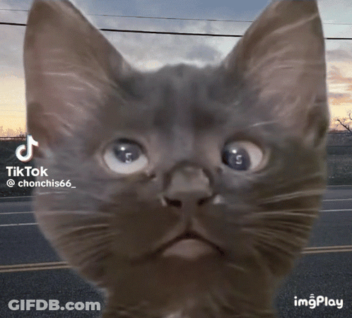A Close Up Of A Cat 'S Face With A Tik Tok Watermark GIF