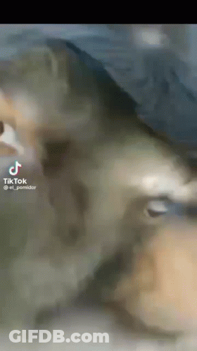 A Close Up Of A Cat 'S Face With A Tiktok Logo On The Bottom GIF