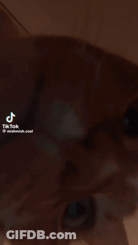 A Close Up Of A Cat 'S Face With A Tiktok Watermark GIF