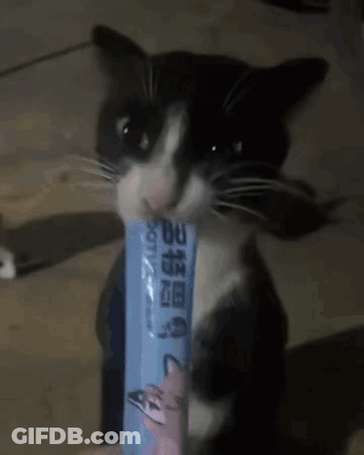 A Close Up Of A Cat 'S Face With A Toothbrush In The Background GIF
