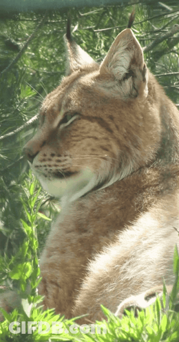 A Close Up Of A Cat 'S Face With A Tree In The Background GIF