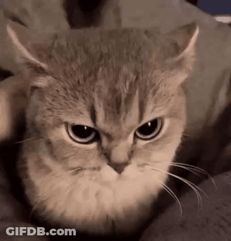 A Close Up Of A Cat 'S Face With A Very Angry Look On Its Face . GIF