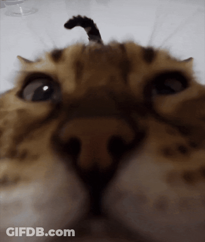 A Close Up Of A Cat 'S Face With A Very Long Tail GIF