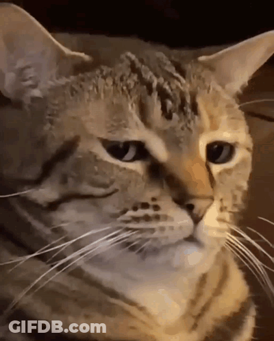 A Close Up Of A Cat 'S Face With A Very Long Whisker . GIF