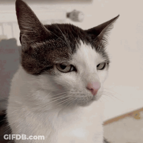A Close Up Of A Cat 'S Face With A White Background GIF