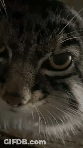 A Close Up Of A Cat 'S Face With A White Whisker GIF