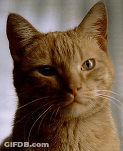 A Close Up Of A Cat 'S Face With A White Whisker GIF