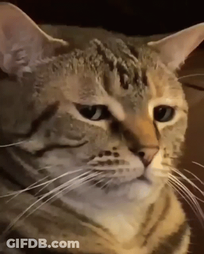 A Close Up Of A Cat 'S Face With A White Whisker GIF