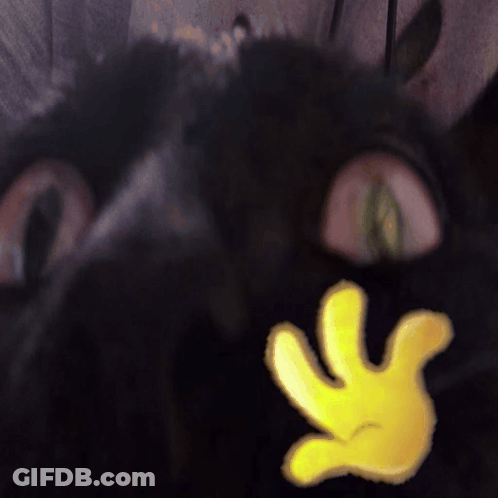 A Close Up Of A Cat 'S Face With A Yellow Hand In Front Of It GIF